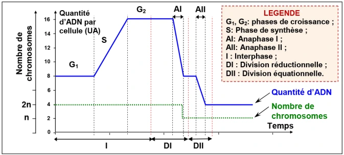 Transfert de l’information génétique au cours de la reproduction sexuée